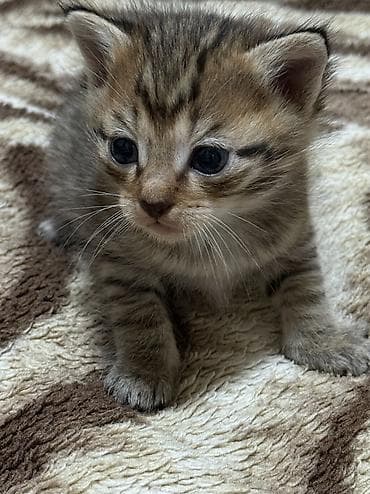 кошка сфинкс с шерстью: Готовиться к продаже бенгальские котята без документов — 6