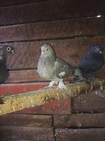 алмашу жолдору бар: Продаю голубей все вольные есть и закрытые на продажу есть и самцы и — 5