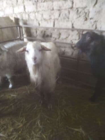 ат жабуу: Сатам | Ургаачы кой (ургаачы) | Аргын | Союуга — 6