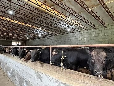 дойыный карова: Продаю | Бык (самец) | Полукровка | На откорм — 1