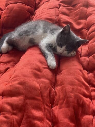 купить кошку мейн кун: Кошка даром: Беспородная, 4 месяца, Девочка, Метис — 5