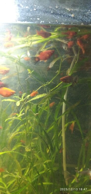 фильтр для аквариума бишкек: Аквариум 50 литров отдам всё что есть на фото — 8