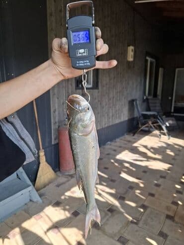 продаю рыбы: Свежий, До 1 кг — 2