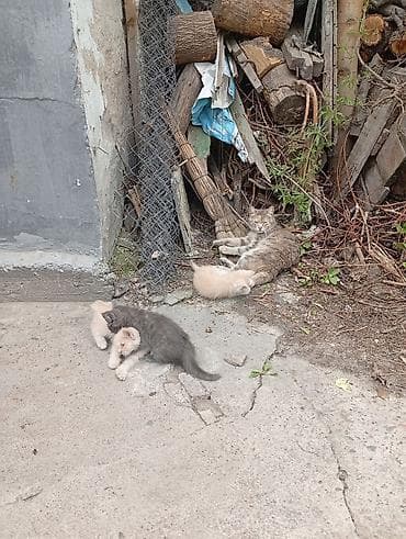 котята дворняжки: Отдам котят 2х месячные — 1