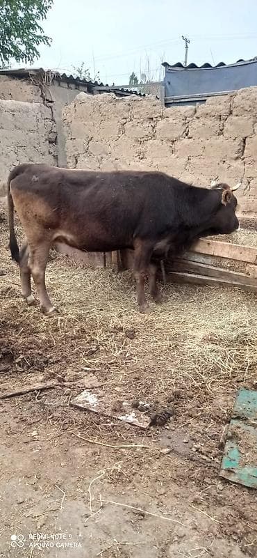 бычок тёлка: Продаю | Бык (самец) | На откорм — 2