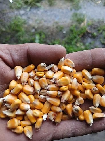 скупка вещи: Кукуруза зерно, оптом от 20 тонн и выше цена 25 сом за кило — 1