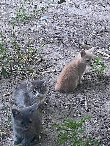 Котята возрост 2 месяц