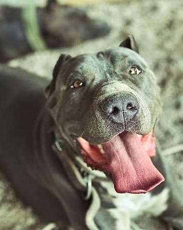 сколько стоит щенок овчарка: Питбуль продаю кубинские кабели Связи с переездом до конца кто успеет — 1