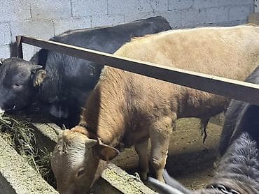 Сатам | Бука (эркек) | Союуга — 9