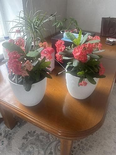 яркие пуфики: Комнатное растение «Эуфорбия Милла» (Euphorbia milii, корона Христа) в — 1