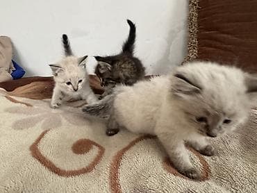 с мыкан: Ищу дом для котят🙌🏻 Сейчас им около месяца. Активные, здоровые — 5