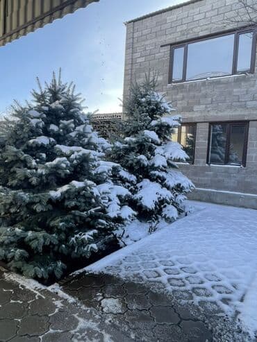 искусственная трава для декора: Ели голубые (Picea pungens), ландшафтные хвойные деревья для участка — 1