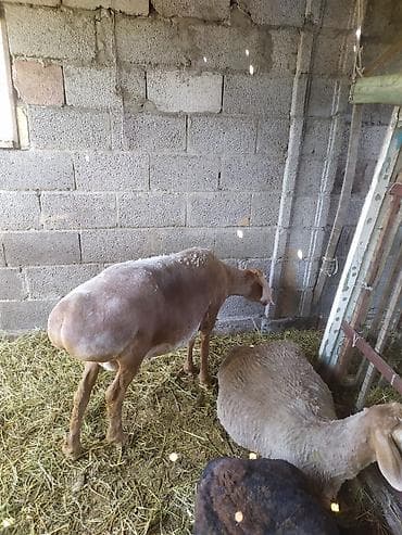 машинка овец: Продаю | Овца (самка) | Для разведения | Матка — 5