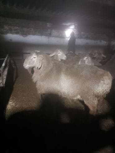 Продаю | Баран (самец) | Гиссарская