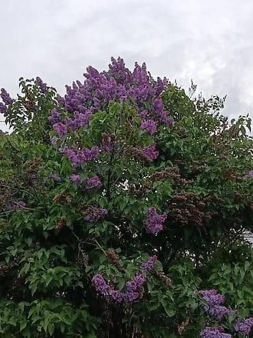 тоо жууркан бишкек цена: Сирень обыкновенная (Syringa vulgaris), куст крупный, обильно — 3