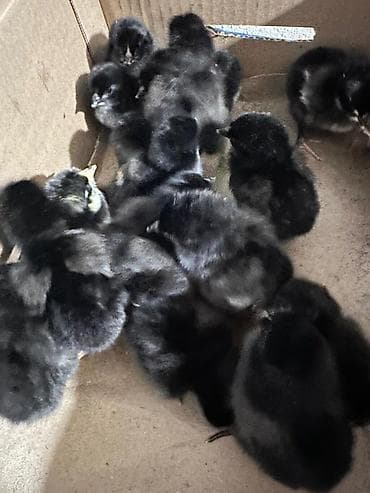 цена вислоухой кошки: Продаю | Цыплята — 1