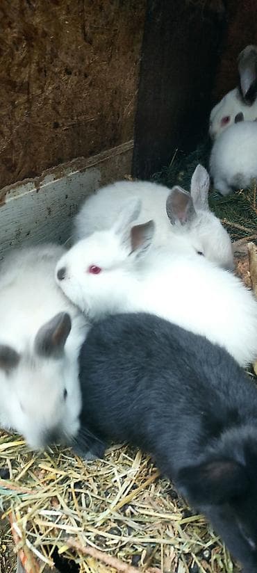 калифорнийские: Продаю | Крольчата | Калифорнийская, Новозеландская, НЗК | Для разведения — 3