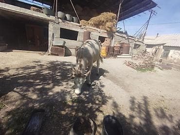 немецкая овчарка сучка: Продаю | Тёлка | Полукровка | Для молока — 4