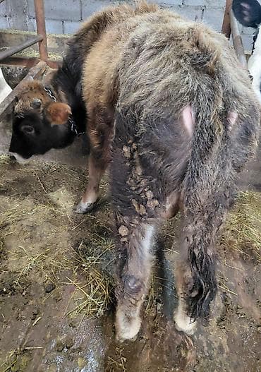 Продаю | Бык (самец) | На откорм | Привязанные