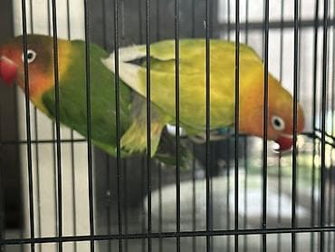 Пара неразлучников (Agapornis) в клетке. - Окрасы: один птиц зеленый — 6