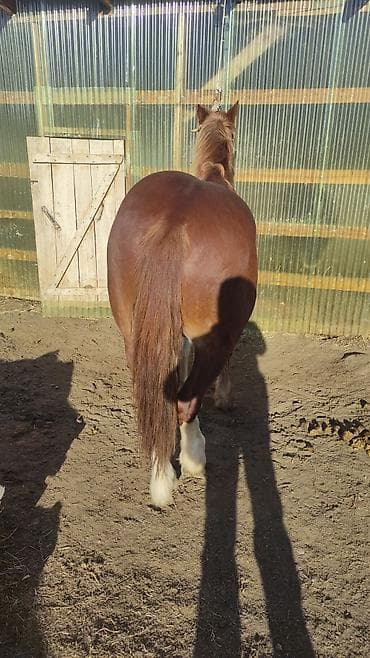 корм для куриц несушек: Продаю | Жеребец | Рабочий — 3