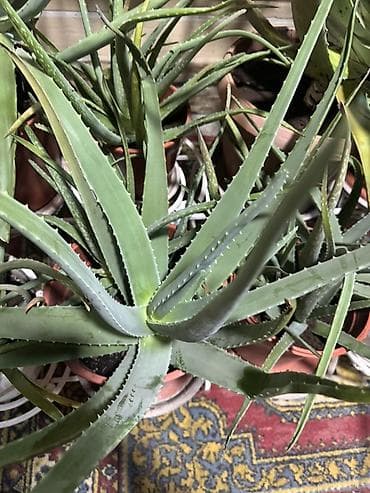 Алоэ вера (Aloe vera) в горшках - Живые растения с мясистыми зелёными