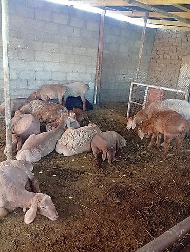 машинка овец: Продаю | Овца (самка) | Для разведения | Матка — 2