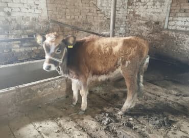 купить собаку доберман: Продаю | Тёлка, Музоо, торпок | Полукровка | На откорм | Привязанные — 1