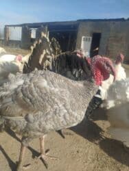 купить собаку шпиц: Сатам | Эркек күрп | Аргын | Көбөйтүү үчүн | Асыл тукумдуу — 4