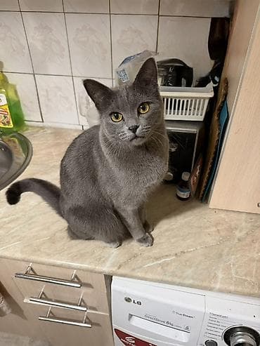 бурманская кошка бишкек: Британская короткошёрстная, 1 год, Мальчик, Голубой — 1