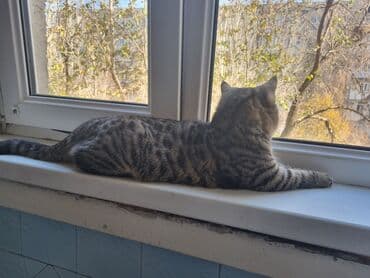 Шкафы для трансформатора: Котёнок-подросток с ярким тигровым окрасом (чёрно-серые табби-полосы и — 8