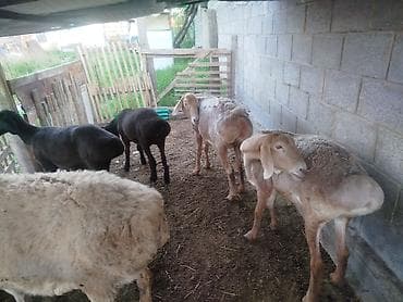 домашние птицы: Продаю | Овца (самка) | Для разведения | Племенные — 3
