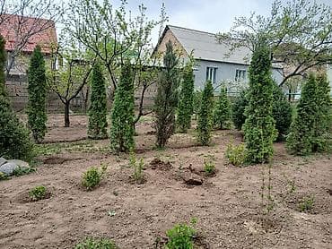 дерево туя: Цена от 7000 до 9000 сом. г. Бишкек, жилой массив Кок-Жар. Самовыкоп — 1