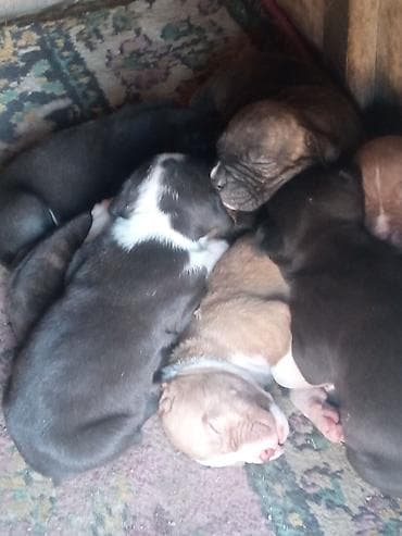 питбуль: 1 месяц, Самец, С родословной — 2