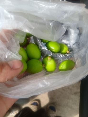 Свежие зелёные сливы алыча (недозрелые, кислые) в пакете. - Сорт