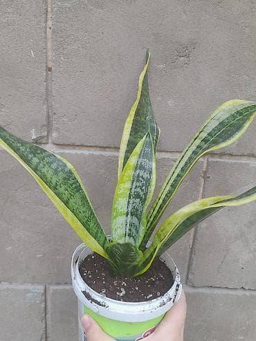 драцены: Сансевиерия (Sansevieria trifasciata) «Лориант»/«Золотая Ханни» с — 1
