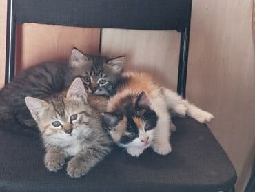 домики для котят: Мышык бекер берилет: Породасыз, 2 айлык, Ургаачы, Лотокко барууга үйрөтүлгөн — 1