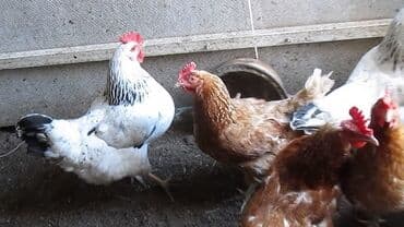 куры доминанты: Продаю | Куры, Петух, Цыплята | Брама, Домашняя | На забой, Для разведения, Несушки — 3