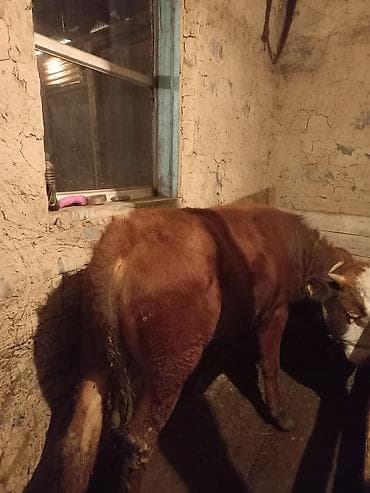 форель каракол: Сатам | Бука (эркек) | Бордоп семиртүү үчүн | Байланган — 4