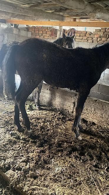 улуу тоо: Сатам | Байтал | Көбөйтүү үчүн — 6