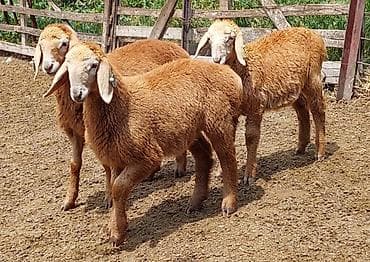 уй музо: Продаю | Овца (самка), Ягненок, Баран (самец) | Арашан | Для разведения | Племенные, Осеменитель, Матка — 5