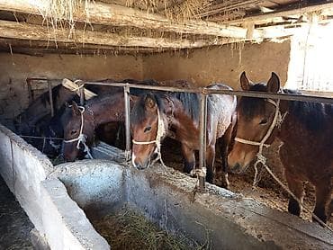 бетховен собака: Продаю | Жеребец | Полукровка | Для разведения — 2