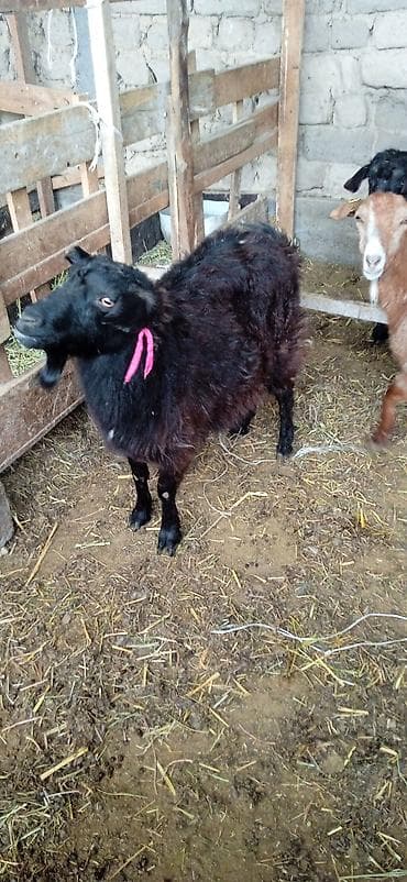 Продаю | Коза (самка) | Полукровка | Для разведения