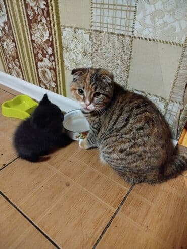 кот вислоухий: Котята от вислоухой!!!мама скоттиш фолд, очень — 7