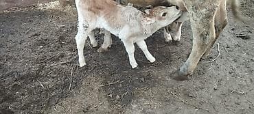 питбуль кабель: Продаю | Музоо, торпок | На откорм — 2