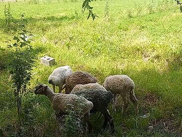 продаю курицу: Продаю | Ягненок | Для разведения — 1