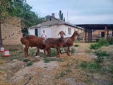 Продаю | Овца (самка) | Арашан | Для разведения | Матка at lalafo.kg Продаю | Овца (самка) | Арашан | Для разведения | Матка