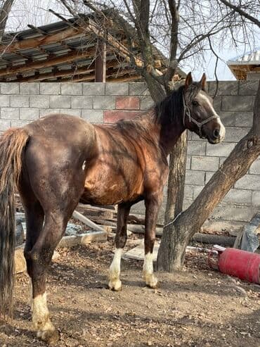 Собаки: Продаю | Конь (самец) | Рабочий | Мерин — 1