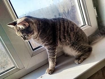 scottish fold: Пропал !!!!!!! Кличка Хоги, домашний кот,2года — 4
