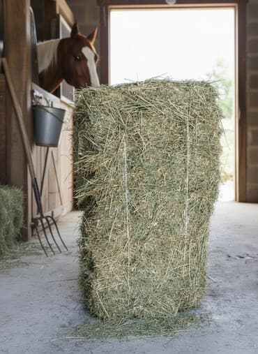 прес чоп бишкек: А/ч жаныбарлары үчүн тоюттар — 1